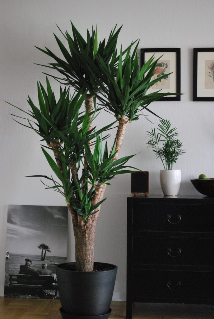 Living room decoration idea Incorporate Trees and Plants​